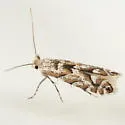 Aspen Leaf Blotch Miner Moth - Hodges#0736 - photo 5