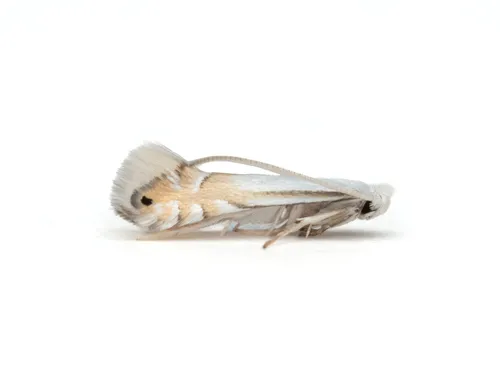 Phyllonorycter argentifimbriella - Hodges#0733