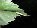 Phyllonorycter argentinotella - Hodges#0734