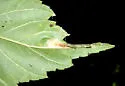 Phyllonorycter argentinotella - Hodges#0734 - photo 2