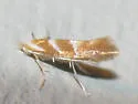 Phyllonorycter argentinotella - Hodges#0734 - photo 4