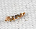 Phyllonorycter auronitens - Hodges#0737