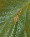 Phyllonorycter auronitens - Hodges#0737 - photo 2