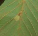 Phyllonorycter auronitens - Hodges#0737 - photo 3