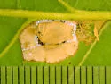 Phyllonorycter basistrigella - Hodges#0738