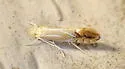 Phyllonorycter basistrigella - Hodges#0738 - photo 4