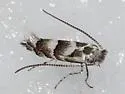 Phyllonorycter bataviella - Hodges#0739