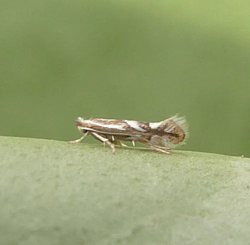 Phyllonorycter blancardella