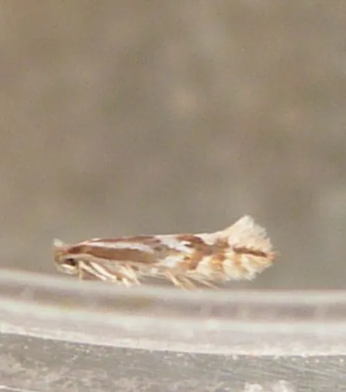 Phyllonorycter blancardella - photo 2