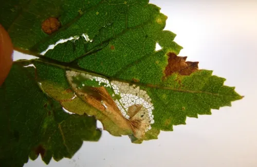 Phyllonorycter cavella