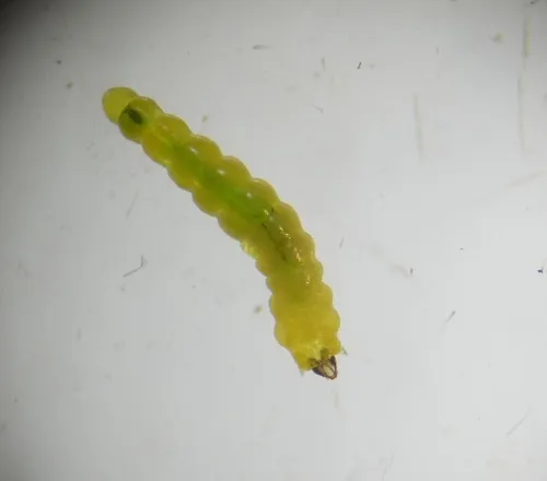 Phyllonorycter cavella - photo 2