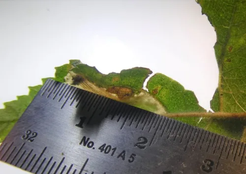 Phyllonorycter cavella - photo 3