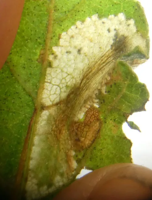 Phyllonorycter cavella - photo 4