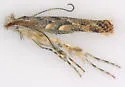 Phyllonorycter celtifoliella - Hodges#0742