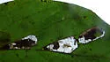 Phyllonorycter celtifoliella - Hodges#0742 - photo 4