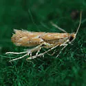 Phyllonorycter celtisella - Hodges#0743