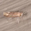 Phyllonorycter celtisella - Hodges#0743 - photo 4