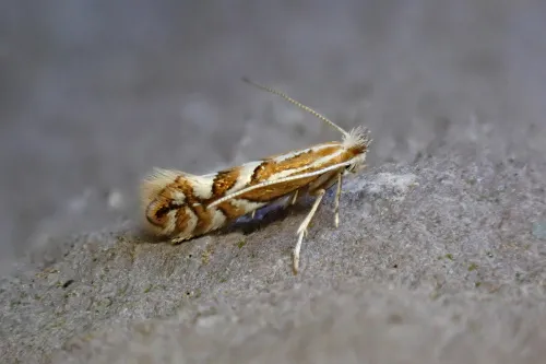 Phyllonorycter cerasicolella