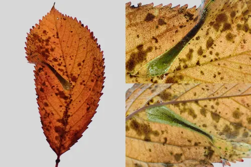 Phyllonorycter cerasicolella - photo 2