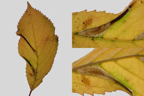 Phyllonorycter cerasicolella - photo 3