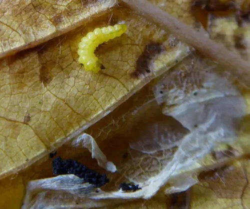Phyllonorycter cerasicolella - photo 4