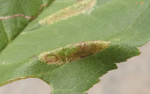 Phyllonorycter cerasicolella - photo 5