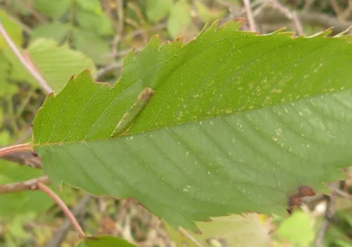 Phyllonorycter cerasicolella - photo 6