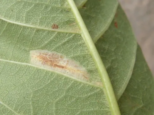 Phyllonorycter cerasicolella - photo 7