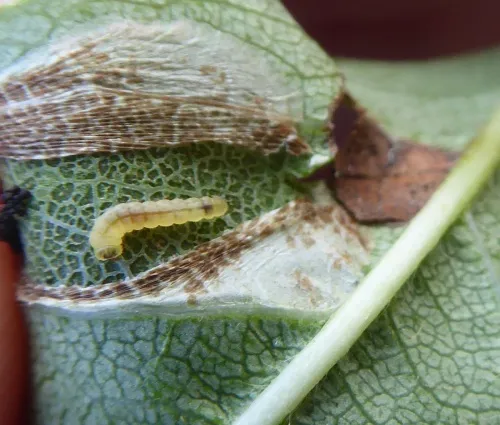Phyllonorycter cerasicolella - photo 8