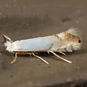 Phyllonorycter clemensella - Hodges#0744