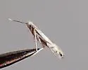 Phyllonorycter clemensella - Hodges#0744 - photo 2