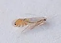 Phyllonorycter clemensella - Hodges#0744 - photo 4
