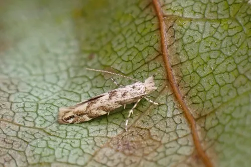 Phyllonorycter comparella - photo 2