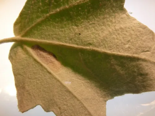 Phyllonorycter comparella - photo 3