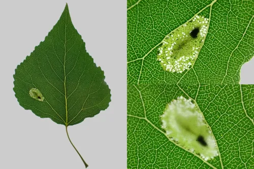 Phyllonorycter comparella - photo 4