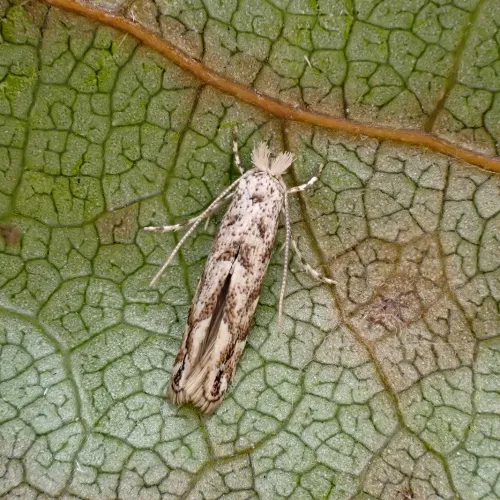 Phyllonorycter comparella - photo 6