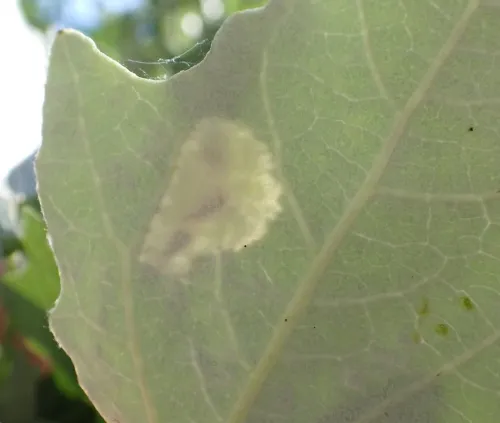 Phyllonorycter comparella - photo 7