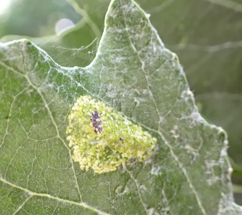 Phyllonorycter comparella - photo 8