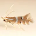 Phyllonorycter comptoniella - Hodges#0745