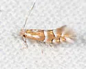 Phyllonorycter comptoniella - Hodges#0745 - photo 4