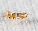 Phyllonorycter comptoniella - Hodges#0745 - photo 5