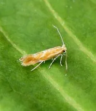 Phyllonorycter corylifoliella