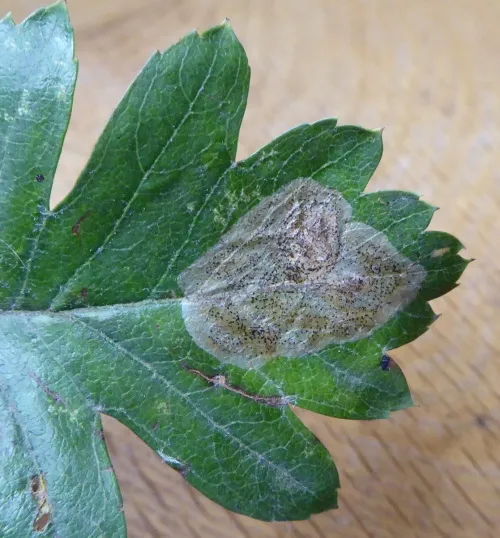 Phyllonorycter corylifoliella - photo 2