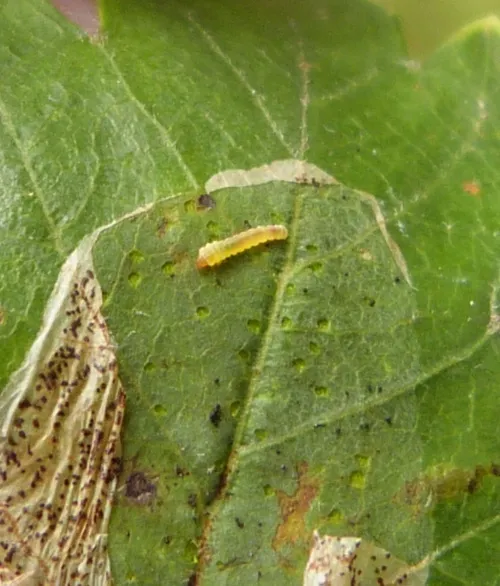 Phyllonorycter corylifoliella - photo 3