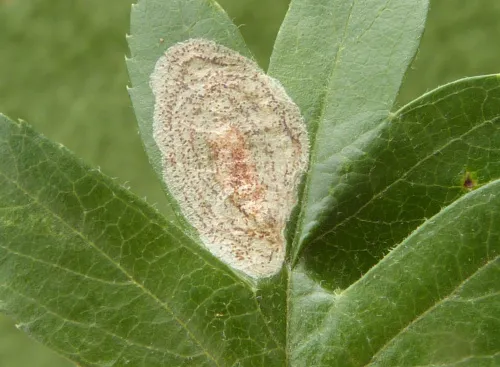 Phyllonorycter corylifoliella - photo 4