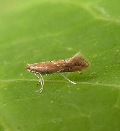 Phyllonorycter corylifoliella - photo 6