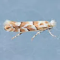 Phyllonorycter deserticola - Hodges#0748.1