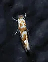 Phyllonorycter deserticola - Hodges#0748.1 - photo 2