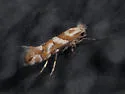 Phyllonorycter deserticola - Hodges#0748.1 - photo 3