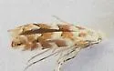 Phyllonorycter deserticola - Hodges#0748.1 - photo 4